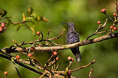 《艾尔登法环》难度MOD集锦 让游戏变得稍微简单一点